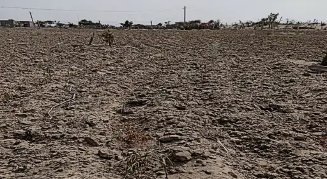 राजस्थान में सूखे से प्रभावित खेत और सूखाग्रस्त तहसीलों की खबर