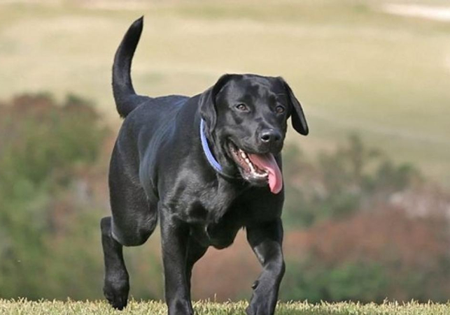 Dog