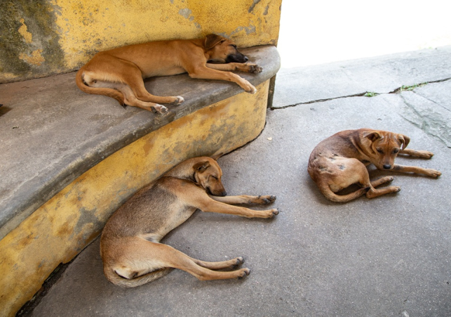 dogs